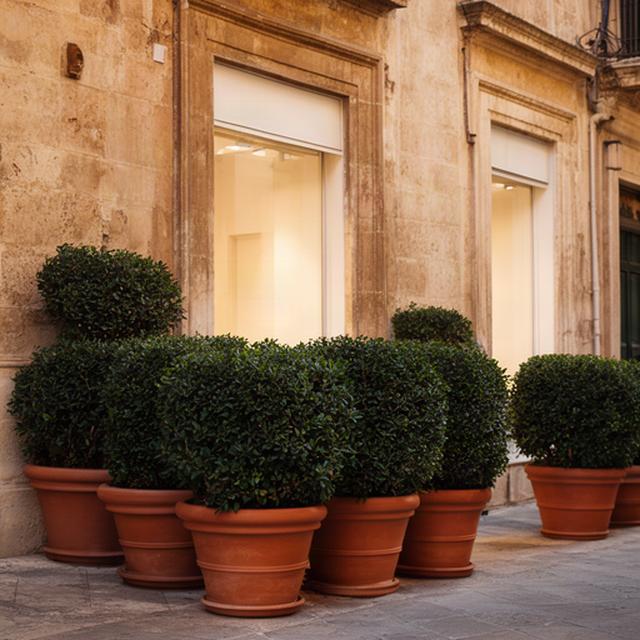 Fioriere in terracotta e siepi basse davanti a un negozio nel centro storico di Ragusa